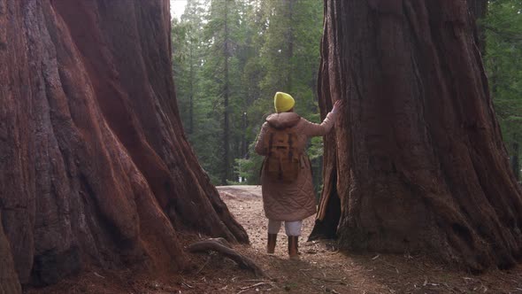 Camera Following Traveller Woman on Trip or Nature Adventure in Sequoia Forest