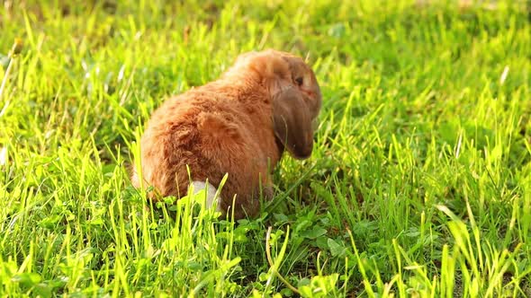 Little lop-eared rabbit jumping on the lawn. Dwarf rabbit breed ram at sunset sun. Summer warm day.