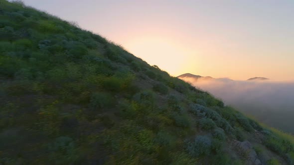 Aerials of California poppy fields and mountains and early sunrise with fog rolling in.