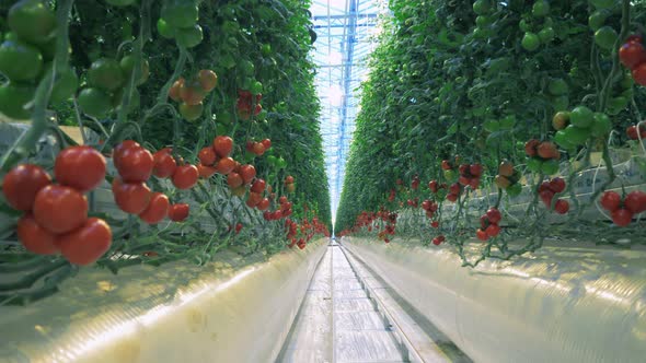 Modern Greenhouse with Tomatoes. Ripe Tomatoes, Vegetable Harvest Concept.