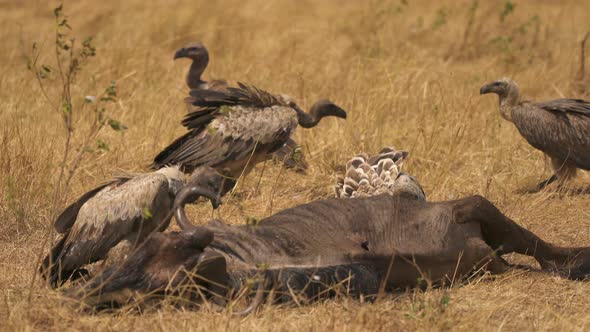 Vultures feeding on a carcass