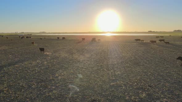 Static aerial of many cows walking and running on field at golden hour