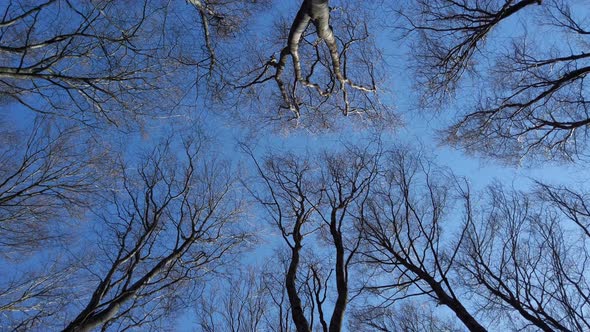 Beech trees against the sky.