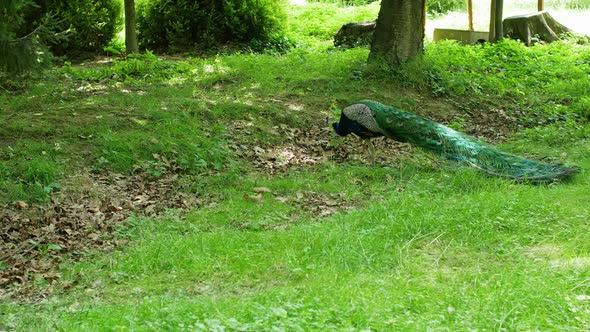 A beautiful peacock with a closed tail walks the grass in the zoo.