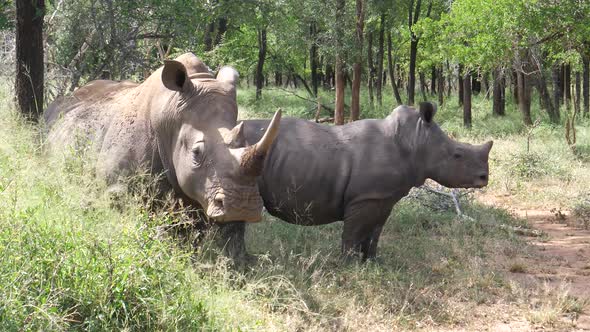 Rhino and her young in the forest 