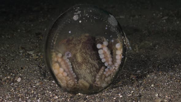 Coconut Octopus (Amphioctopus marginatus) hiding in glass jar at night, wide angle shot