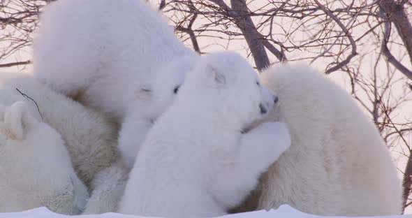 Close up of two Polar Bear cubs rolling around and play fighting as the sow tries to rest.