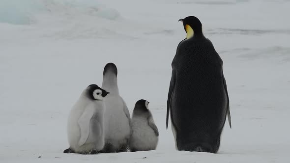 Emperor Penguins with Chicks Close Up in Antarctica