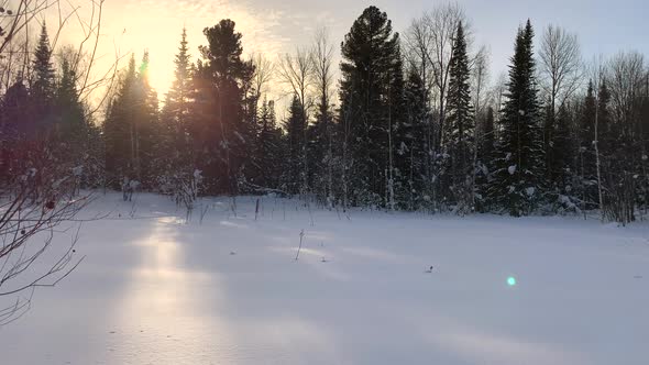 A Walk Through the Winter Forest