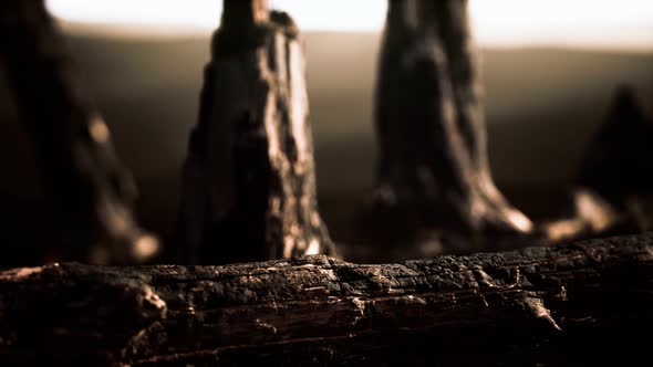 Logs and Trunks After the Forest Fire