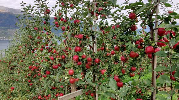 Fruit trees filled with loads of red ripe apples - Panning left from apple trees to reveal hardanger