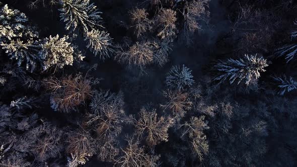 Beautiful scenic aerial birdseye view of a winter forest in sunny winter day, trees covered with fre