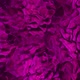 4 K Purple Coral - VideoHive Item for Sale