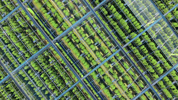 Top View of a Greenery with Transparent Ceiling