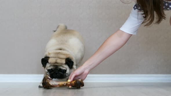 Funny Surprised Pug Dog Gets a Big Bone Treat