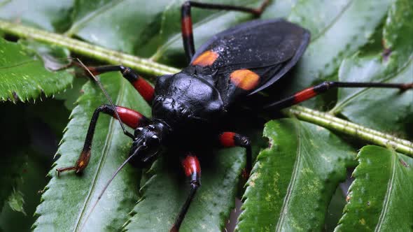 Mombo Assassin Bug crawling on a branch of green leaves