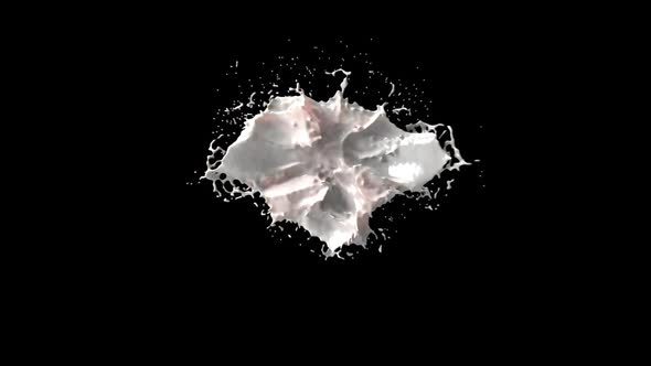 Milk splash explosion isolated on black background. alt