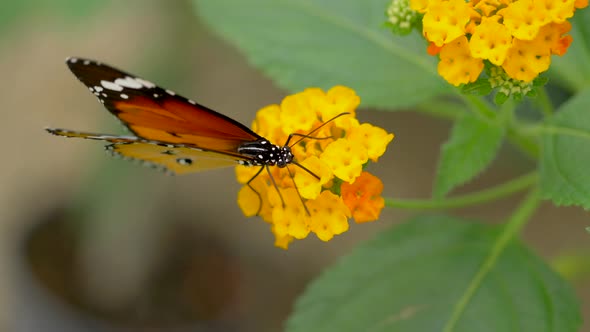 Extreme macro footage of beautiful monarch butterfly collecting pollen of flower