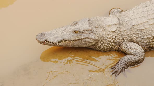 Crocodiles Resting at Crocodile Farm in Vietnam