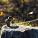 Squirrel Gnaws Food in Park - VideoHive Item for Sale