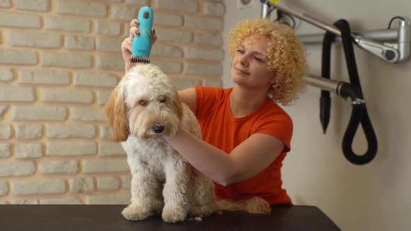 Attractive Young Female Groomer Cutting Adorable Curly Dog Labradoodle By Electric Trimmer for
