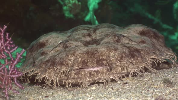 Wobbegong shark close up. a close up shot of a Wobbegong shark resting in a cavern in Raja Ampat.