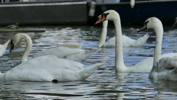 Prague City - White Swans - 03