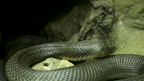 Majestic Poisonous Snake with Dark Skin. Beautiful Monocled King Cobra with Black Skin on Rock