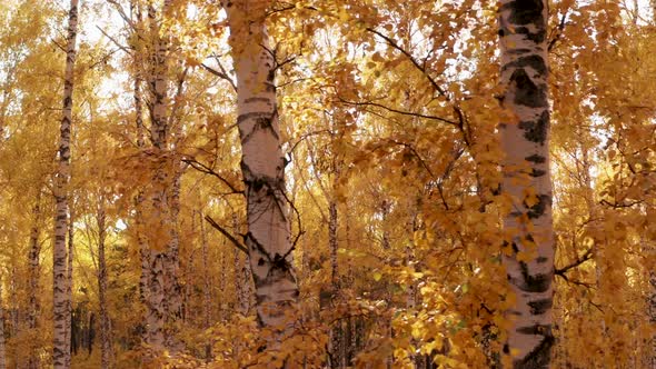 View of the Sun Through the Bright Yellow Foliage of the Autumn Forest