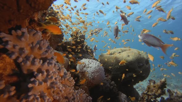 Tropical Coral Reef Seascape