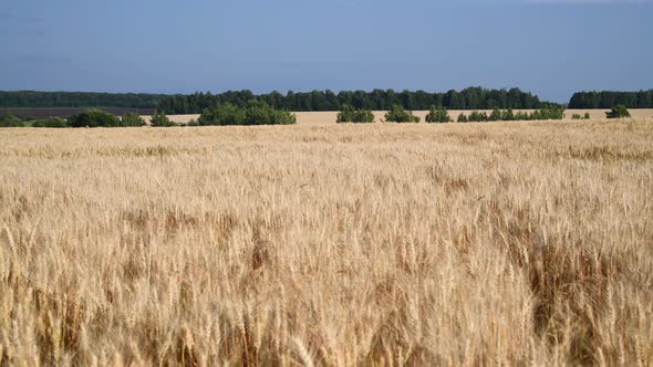 agricultural wheat field