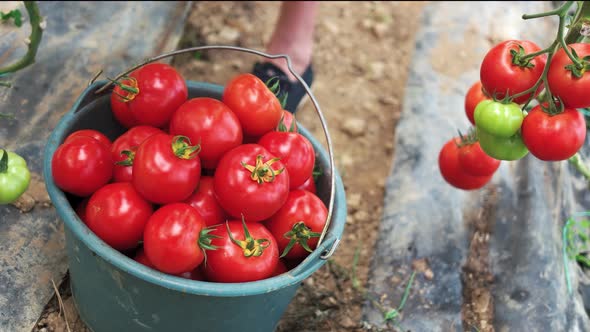 Hands of Young Man Harvesting Ripe Tomatoes in Greenhouse