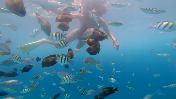 Woman Snorkelling with Many Colourful Striped Ocean Wild Fishes Enjoying Diving to the Reefs in