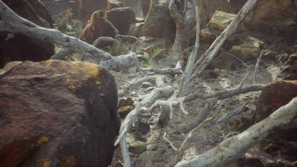 Lava Stone Field with Dead Trees and Plants