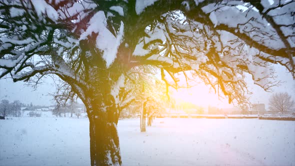 Snow Capped Forest Trees in Cold Winter Season