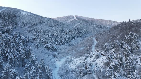 Epic Winter Snow Forest Aerial Drone