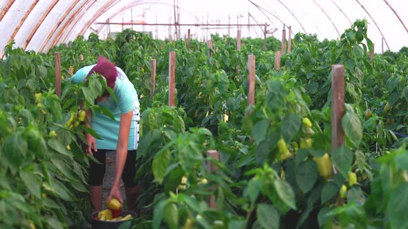 Young Female Farmer Harvesting Bell Peppers