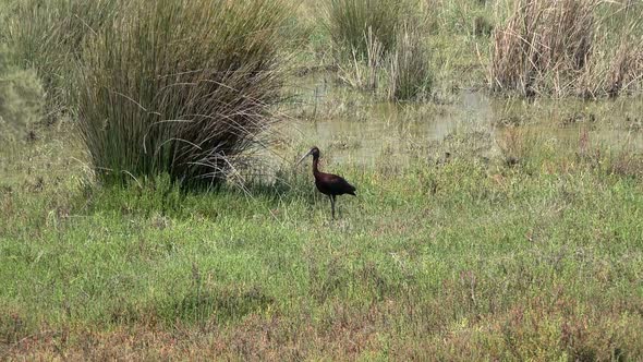 Natural Real Wild Glossy Ibis in Wetland