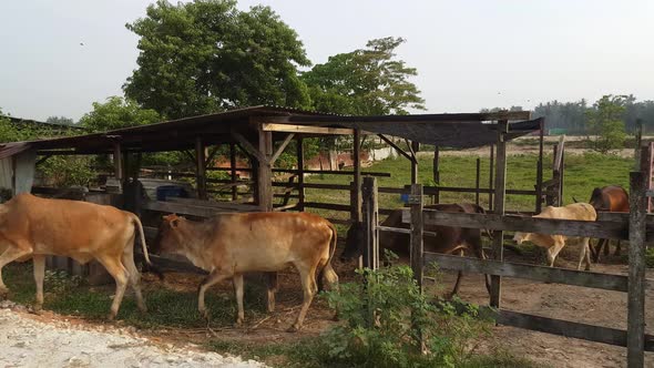 Cow queue to go out.