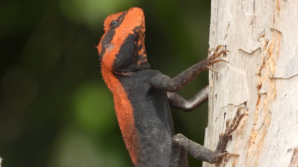 Lizard in tree searching for food .