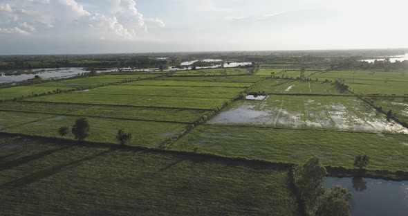 aerial view flying green rice farm