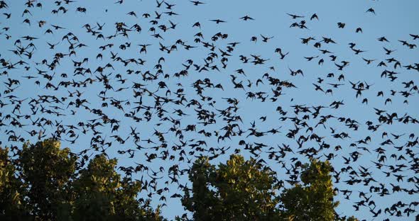 Flock of birds, Starlings (Sturnus vulgaris) surrounding their sleeping tree. France