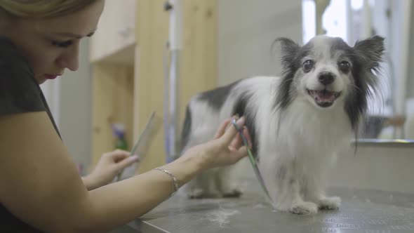 Pet Groomer Cuts Small Dog Hair on Tiny Paw with Scissors in Groomers Salon. Professional Animal