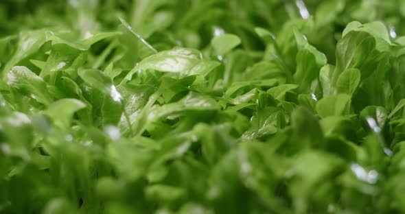 Macro Footage Growed Leaves of Salad Microgreens Vertical Farming Greens Vitaminized Superfood Home