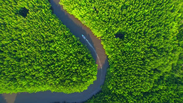 4K Aerial view of mangrove forest at khao jom pa, trang, Thailand. 4k Footage
