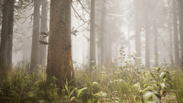 Sunbeams in Natural Spruce Forest