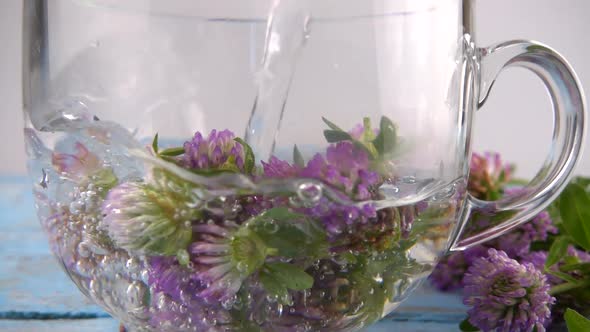 Brewing a tisanes from red clover in a transparent cup. Slow motion.