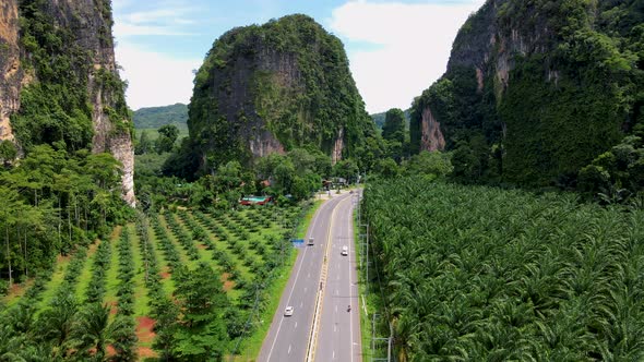 A Road in Thailand with Palm Oil Trees in KrabiOil Palm Platation Field Agricultural Industry