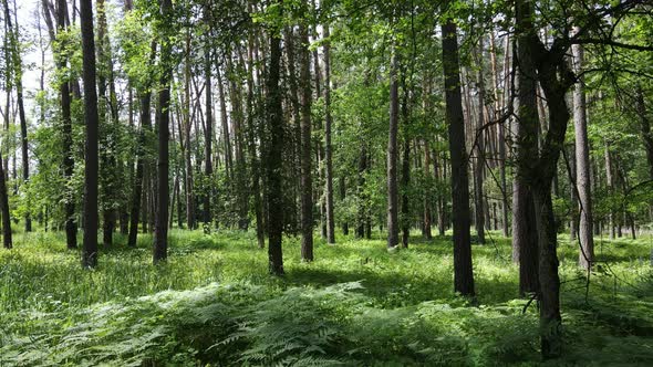 Beautiful Green Forest on a Summer Day Slow Motion