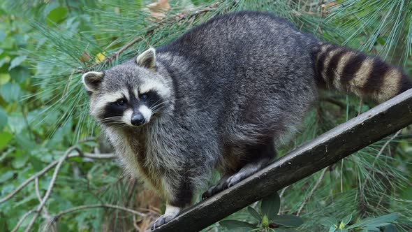 Raccoon (Procyon lotor) and trees in background. Also known as the North American raccoon.